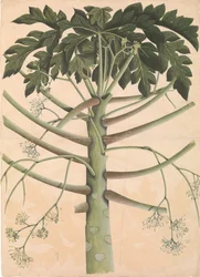 Samec Papaya Tree, ca. 1790-1800.