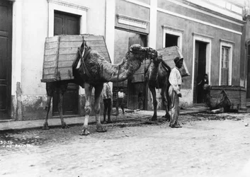 Muž s velbloudy, Las Palmas, Gran Canaria, Kanárské ostrovy, Španělsko, 20. až 30. léta 20. století