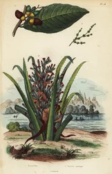 Značkovací ořech, Semecarpus anacardium 1 a tučňák nebo pinuela ovoce, Bromelia pinguin 2