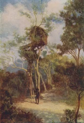 Melanesian Tree-House, 1924