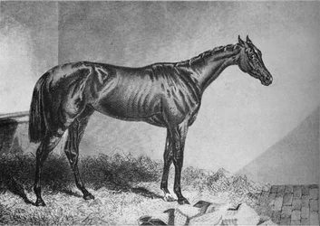Mendicant, 19. století, 1911