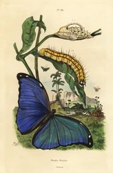 Modrý motýl morfo Meneláos, Morpho menelaus, housenka a kukla
