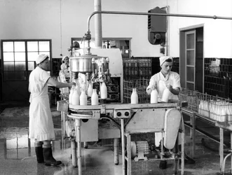 Výroba mléka, Záhřeb, Jugoslávie, 1952