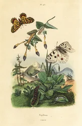 Apollón horský, Parnassius apollo 1 a festoon jižní, Zerynthia polyxena 2, larva a kukla