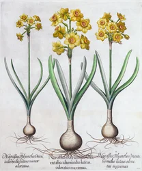 Narcis, 1613