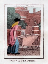New Potatoes, Middlesex Hospital, Londýn, 1805