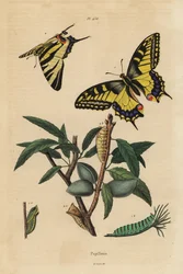 Vlaštovičník starosvětský, Papilio machaon 1 a otakárek vzácný, Iphiclides podalirius 2, larva a kukla