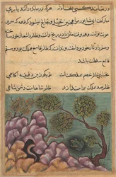 Stránka z Příběhů papouška Tuti-nama: Dvacátá šestá noc: Žába sesazená z trůnu..., c. 1560.