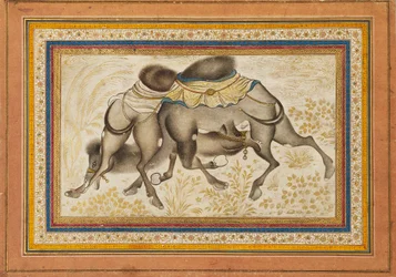Stránka z rozptýleného muraqqa‘ neboli alba, zobrazující dva bojující velbloudy, obraz c1675