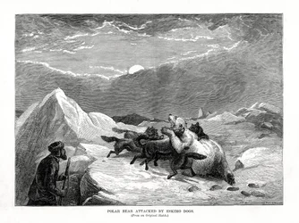 Polar Bear Attacked by Eskymo Dogs, 1877