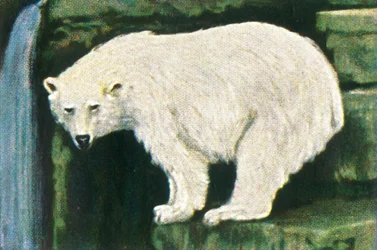 Lední medvěd ze Spitzbergen, c1928.