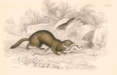 Tchor Mustela putorius, člen rodiny lasicovitých, 1828