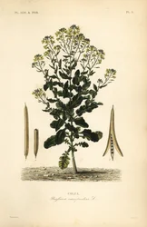 Polská řepka nebo olejnatá rostlina řepky, Brassica rapa, Brassica campestris, Colza