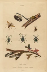 Polistes gallicus, vosa a hnízdo papírová, nosatce modrá, Eupholus schoenherri, nosatka kořenová, Diaprepes abbreviatus, mořští slimáci Polycera, Ancula gibbosa, Atlantic ancula, na mořských řasách