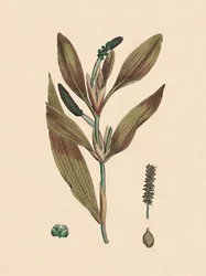 Potamogeton rufescens. Načervenalý pondweed, 19. století