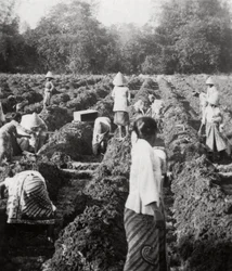 Příprava zavlažovacích kanálů na cukrové plantáži, Jáva, Nizozemská východní Indie, 1927