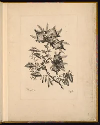 Tisk (Francie)