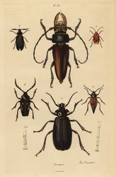 Psalidognathus friendii 1, Madre de la Culebra, Acanthinodera cumingii 2, Allocerus dilaticorne 3, Callipogos barbatus 4, Anacolus sanguineus 5 a Prionus flavipennis 6