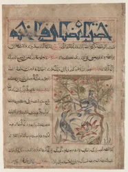 Vlastnosti Ringdoves recto, O výhodách křepelek verso..., c. 1300.
