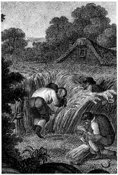 Sklizeň se srpy a svazování snopů, Anglie, 1800