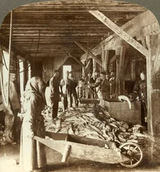 Příjem ryb z námořních lodí a balení pro export - sklad ryb, Aalesund, Norsko, c1905.