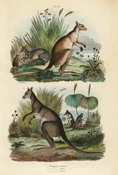 Klokan červený, Macropus rufus 1, klokan šedý východní, Macropus giganteus 2, a klokan tmavý, Thylogale brunii 3
