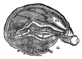 René Descartes diagram lidského mozku a oka, 1692