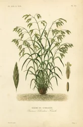 Rescuegrass neboli sveřep Schraderův, Bromus catharticus, Bromus schraderi, Brome de Schrader