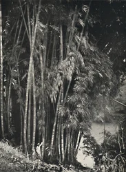 Riesenbambus Dendrocalamus giganteus v Peradeniya bei Kandy, 1926
