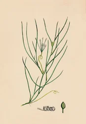 Ruppia spiralis. Greater Ruppia, 19. století