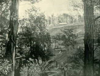 Scéna v Upper Gembrook, Victoria, 1901.