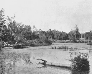 Scéna v Mississippi, USA, c1900.