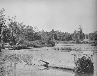 Scéna v Mississippi, c1897.