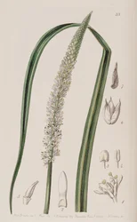 Boty Ocaulon officinale