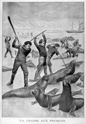 Lov tuleňů, Newfoundland, 1902