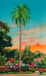 Serra Palm. První palma v Kalifornii, c1941
