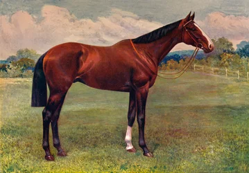 Máta klasnatá, c1905 c1910
