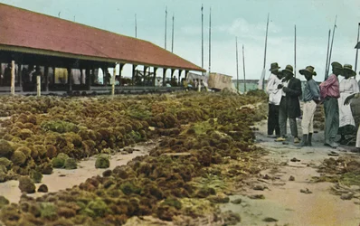 Sponge Market, Nassau, Bahamy, 30. léta 20. století.