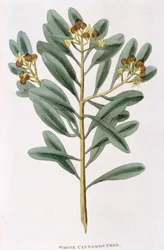 Snítka bílé skořice Canella alba, 1823