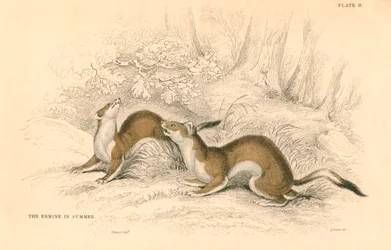 Lasice Mustela erminea, člen rodiny lasicovitých, 1828