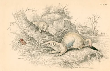 Lasice Mustela erminea, člen rodiny lasicovitých, 1828