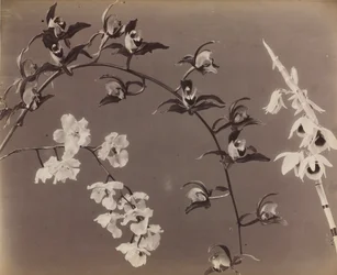 Studium orchidejí, c. 70. léta 19. století.