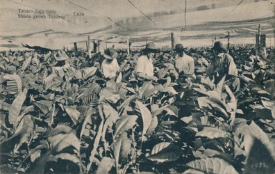 Tabák pod přístřeškem. Tabák pěstovaný ve stínu - Kuba, kolem 1900