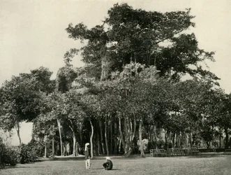 Banyan Tree, Barrackpore, 1870, 1925.