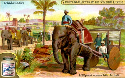 Slon jako tažné zvíře, c1900