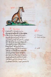 Liška, 1564