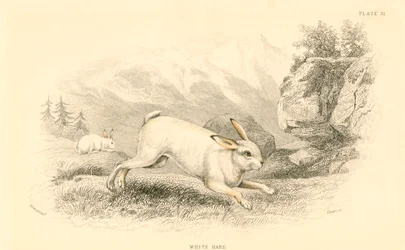 Zajíc Lepus europaeus, 1828