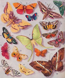 Velkolepé zbarvení některých můr, 1935
