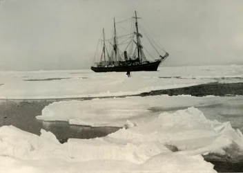 Nimrod si tlačí cestu přes další otevřený balíček, c1908, 1909