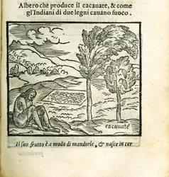 Kakaovník. Z Historia del Mondo Nuovo od Girolama Benzoniho, 1563.